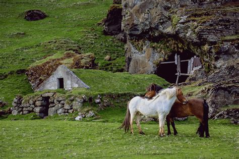 15 Popular French Horse Breeds