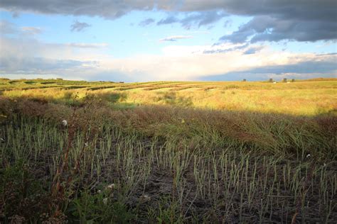 Canola Crop Harvest Farm Free Stock Photo - Public Domain Pictures