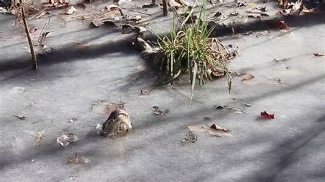 Alligators stick snouts through ice to survive in frozen pond | Miami Herald