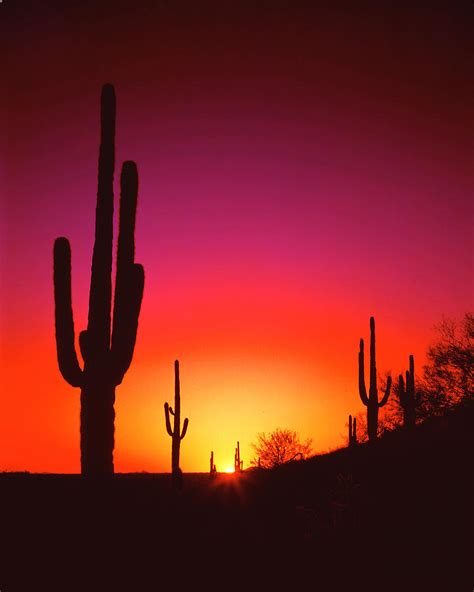 Desert Sunset Photograph by Frank Houck - Fine Art America