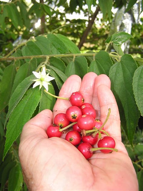 John Starnes' Urban Farm: Fruit galore!