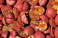 Areca nut - Wikipedia