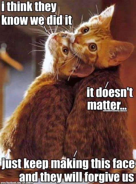 Adorable orange kittens #kittens #cat #orangekittens #cute #funny Funny Animal Memes, Cute Funny ...