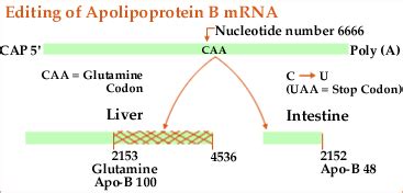 DNA-RNA-Protein