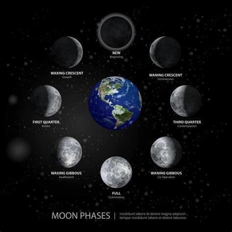 Movements of the Moon Phases Realistic Vector Illustration 643055 ...