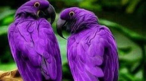 Purple Hyacinth Macaw