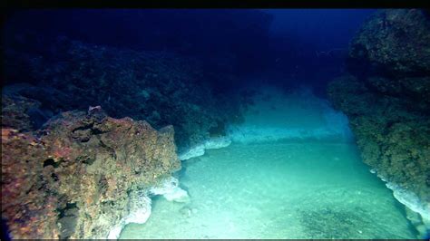 Flower Garden Banks National Marine Sanctuary Secrets of the Gulf Brine Seep Images