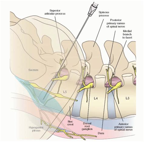 Visit the post for more. | Human body lesson plans, Plexus products, Joints anatomy