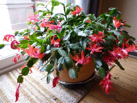 How To Fix A Wilting Christmas Cactus - Indoor Plant Care