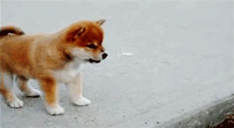 puppy :: nazi :: gif (gif animation, animated pictures) / funny ...