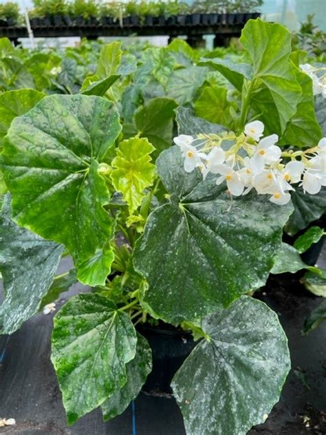 White Begonia | Haverland Nurseries