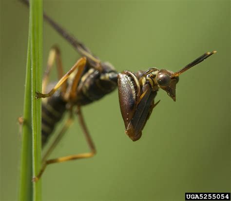 wasp mantidfly (Climaciella brunnea)