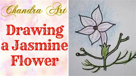 How To Draw A Jasmine Flower - Chocolatemuseum18