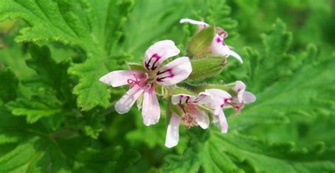 Different Types Of Geranium Varieties - Pretty Kinds! - EmbraceGardening