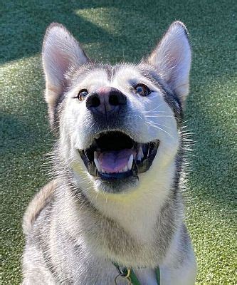 Silverdale, WA - Siberian Husky. Meet Hemlock a Pet for Adoption ...