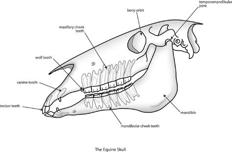 Equine Skull Anatomy, interesting facts. - Texas Equine Dentistry Blog ...