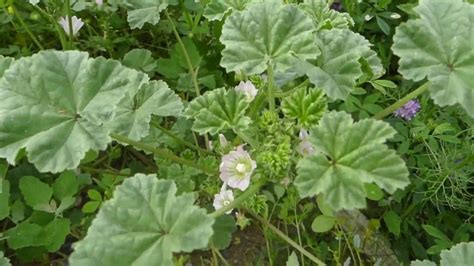 Identifying Common Mallow - YouTube