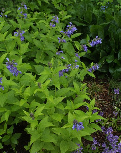 The Best Lesser-Known Catmint Varieties - Fine Gardening