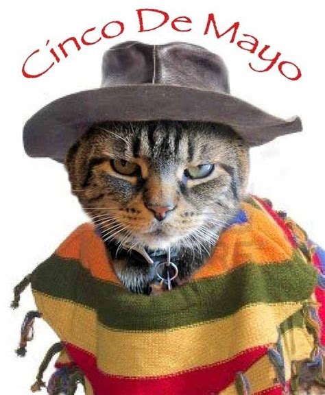 Cinco De Mayo Cat Meme - SCATREY