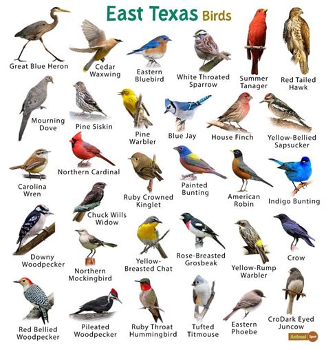 List of Common Birds Found in Texas – Facts with Pictures