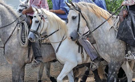 CAMARGUE HORSE