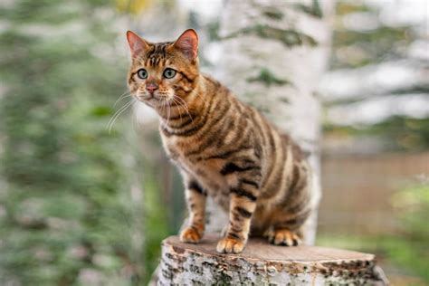 Toyger Cat Breed Information | Great Pet Care