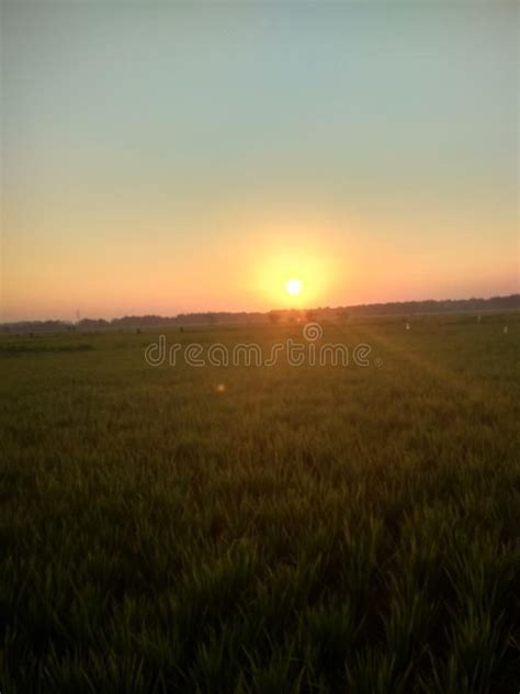 Photo about sunrise view paddy field in villag, padi, sawah, bali, ubud ...