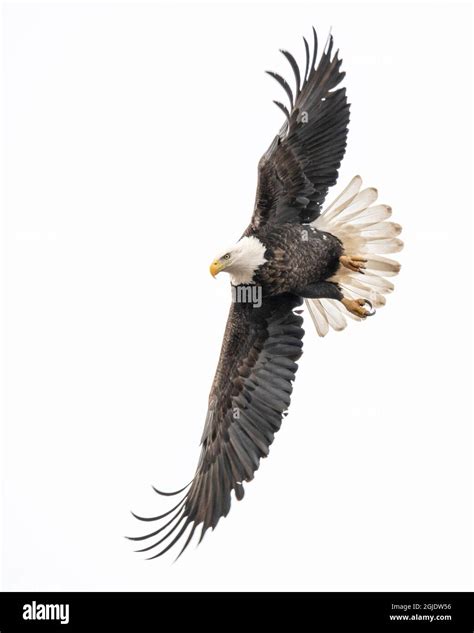 Eagle spotting prey and starting the dive for a catch Stock Photo - Alamy