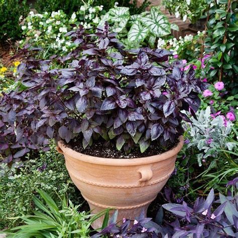 Looking to spice up your garden or your balcony, but unsure which are ...