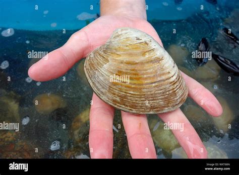 Quahog Clam High Resolution Stock Photography and Images - Alamy