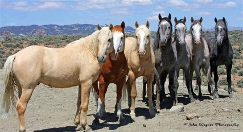 Dayton O Hyde Builds an 11,000 Acre Wild Mustang Horse Sanctuary