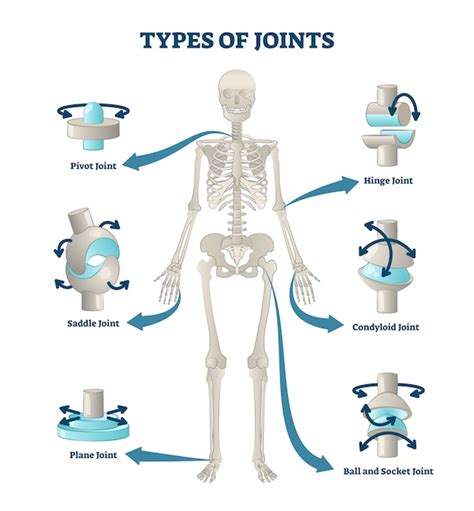 Premium Vector | Types of joints illustration