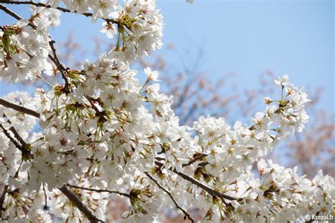 Spring in Japan - 🌸 Sakura and other flowers blooming season