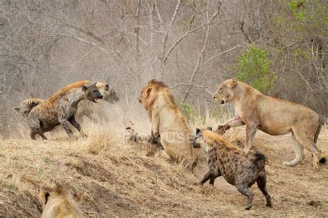 Spotted hyenas attacking pride of lions in Africa. — wildlife, running ...