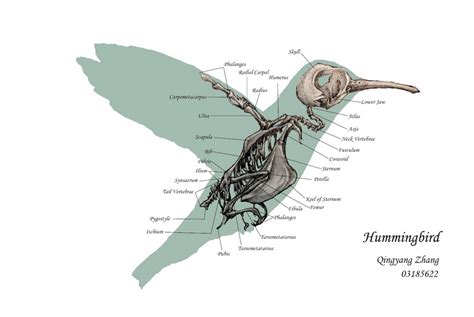 humming bird skeleton | Bird drawings, Animal skeletons, Bird