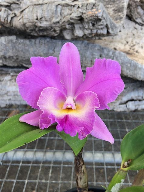 Our COMPLETE Guide to Cattleya Orchids (+ Re-flowering & Repotting)