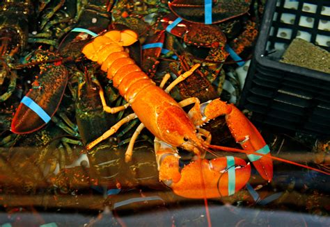 After catching a rare albino lobster, a Maine fisherman catches a rare bright orange lobster ...