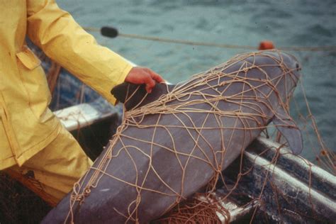 Only 250 Endangered Vaquita Whales Remain