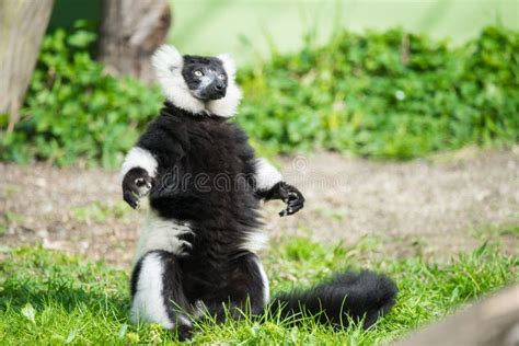 Black and White Ruffed Lemur Stock Image - Image of species, wildlife: 149313501