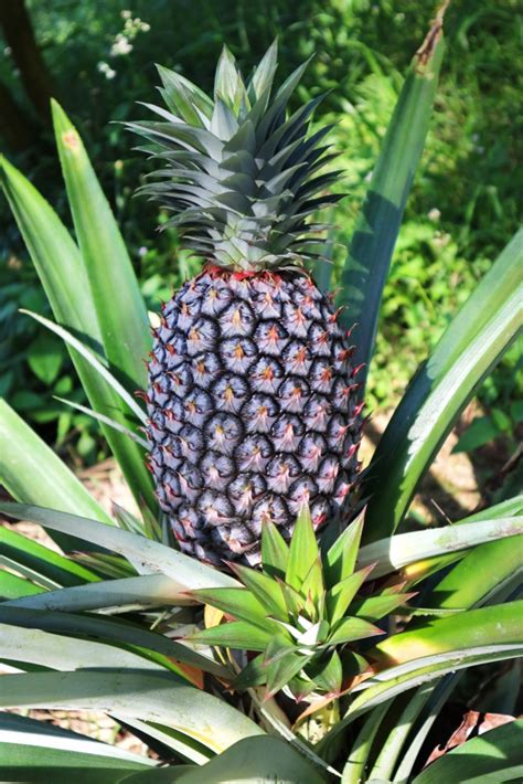 How To Care For A Pineapple Plant - Garden.eco