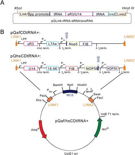 Diagrams of co-expression plasmids based on pQlink system. A). The ...