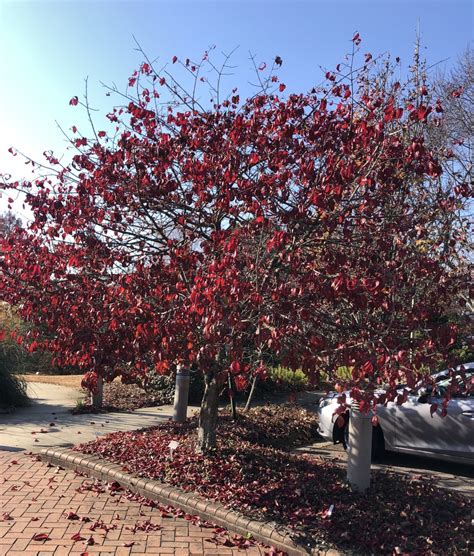 Euonymus atropurpureus (American Wahoo, Burningbush, Burning Bush, Eastern Wahoo, Hearts ...