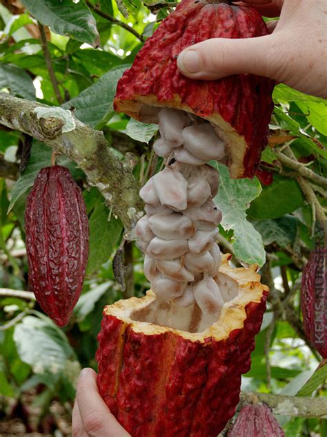 REAL Chocolate Tree Theobroma Cacao – Kens-Nursery