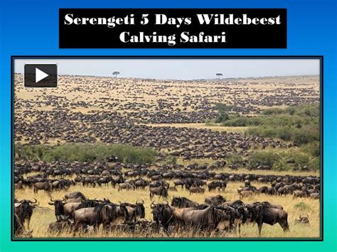 PPT – Serengeti 5 Days Wildebeest Calving Safari PowerPoint ...