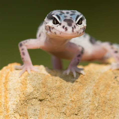 3 Types of Geckos in New Mexico! (ID Guide) - Bird Watching HQ