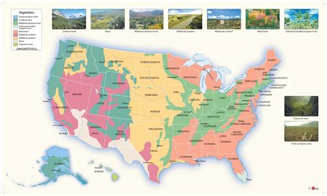 US Vegetation Wall Map by GeoNova - MapSales