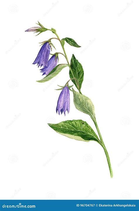 Watercolor Drawing Bell Flowers Stock Illustration - Illustration of herbal, doodle: 96704767