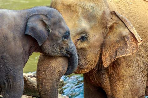 Elephant and baby elephant stock photo. Image of animal - 46843150