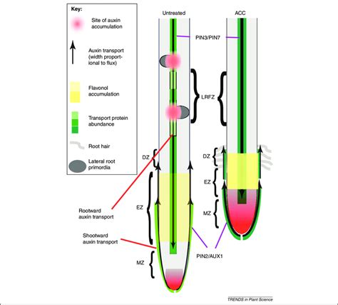 Auxin and ethylene synergistically inhibit root elongation and ...