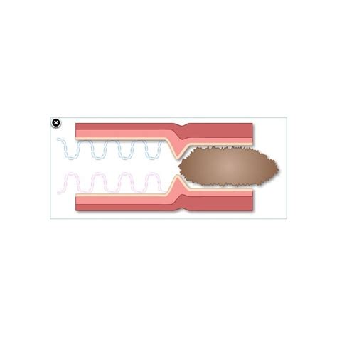 Simulates Experiments Performed on an Isolated Preparation of Rat Colon